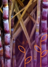 Relatório Anual 2020 | 2021