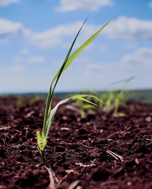 A partir da cana-de-açúcar produzimos etanol, açúcar e bioenergia